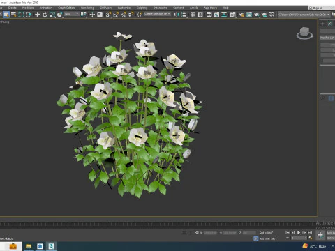 Helleborus orientalis - Lenten rose White 3D Model