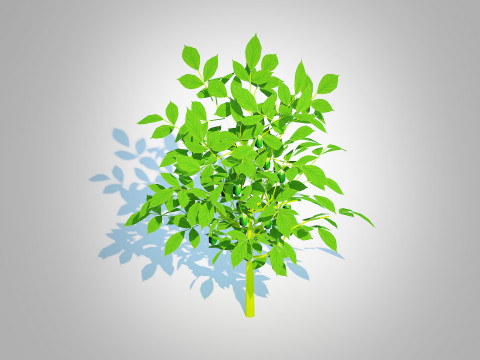 Bell Pepper-green 3D-Modell