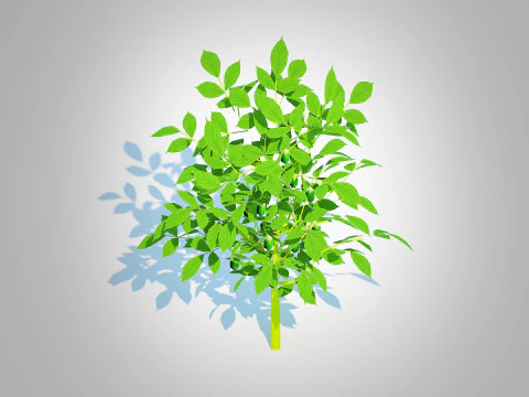 Bell Pepper-green 3D Model