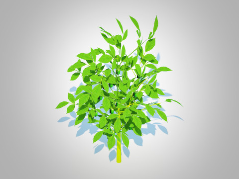 Bell Pepper-green 3D-Modell