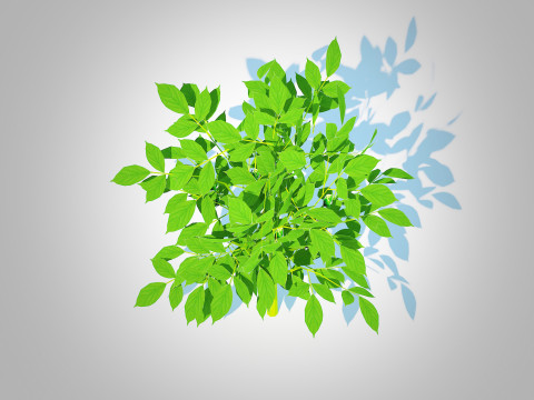 Bell Pepper-green 3D-Modell