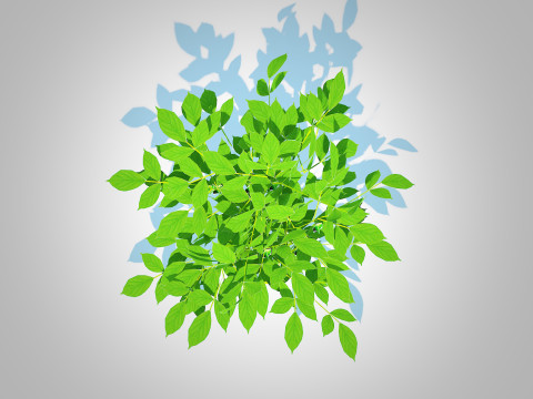 Bell Pepper-green 3D-Modell