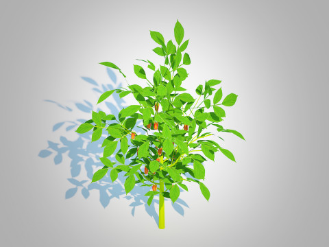 Bell Pepper-orange 3D Model