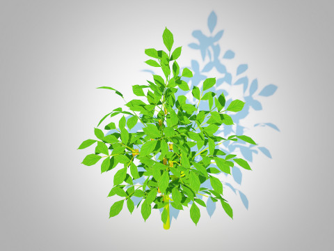 Bell Pepper-yellow 3D Model