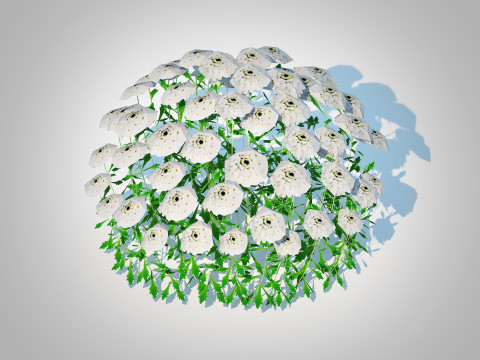 Iberis - Candytuft 3Dモデル