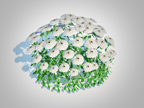 Iberis - Candytuft 3D Модель