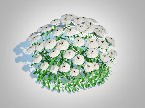 Iberis - Candytuft 3D Model