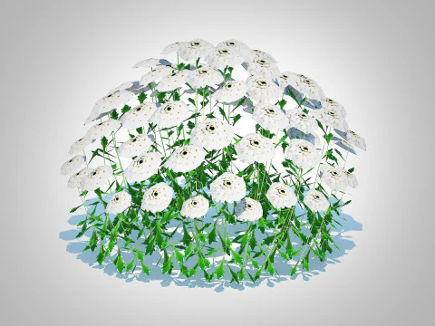 Iberis - Candytuft 3D Model