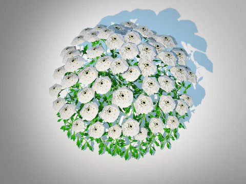 Iberis - Candytuft 3D Model