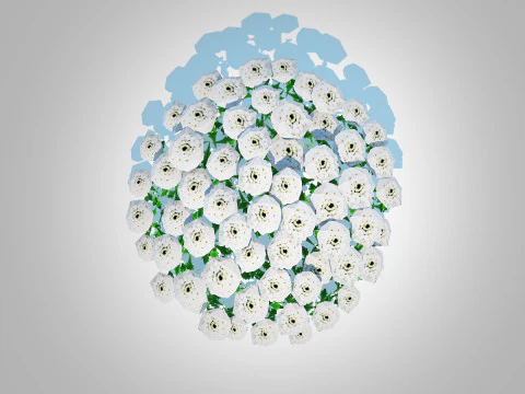 Iberis - Candytuft 3D Model