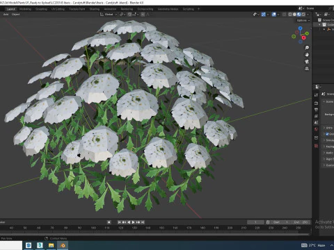Iberis - Candytuft 3D Model