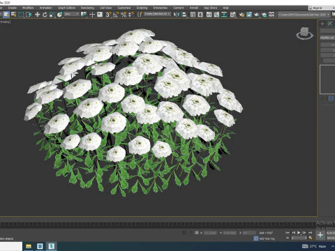Iberis - Candytuft 3D Model