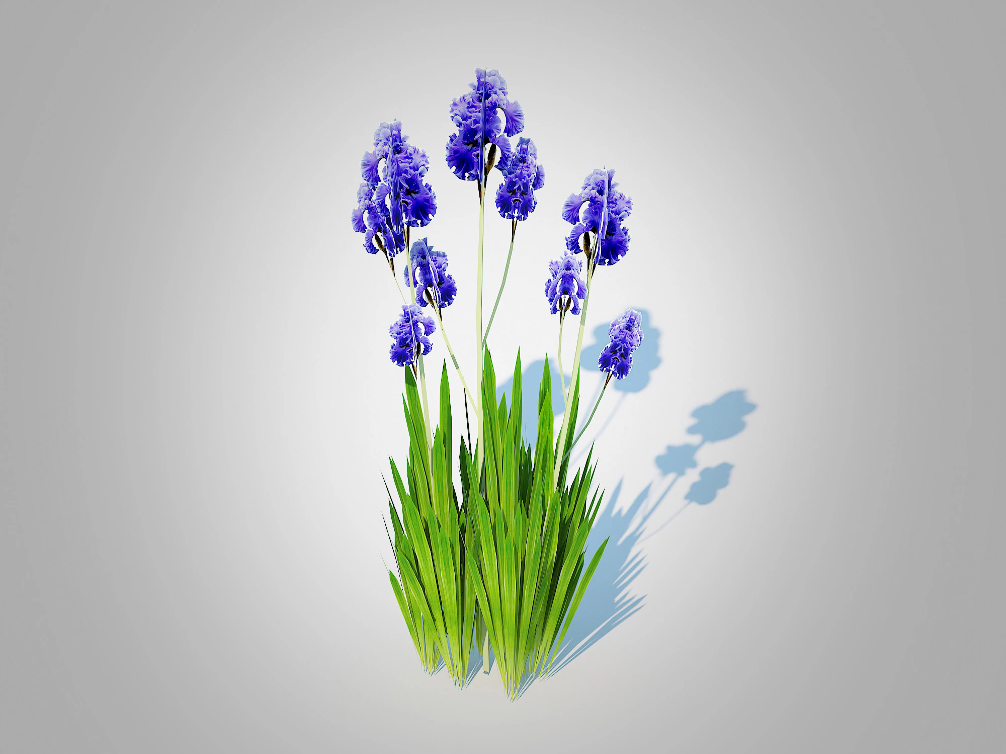 Iris germanica - Blue Bearded Iris 3D Model .c4d .max .obj .3ds .fbx .stl .blend