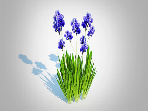 Iris germanica - Blue Bearded Iris 3D Model