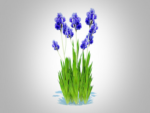 Iris germanica - Blue Bearded Iris 3D मॉडल