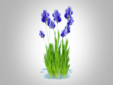 Iris germanica - Blue Bearded Iris 3D Model