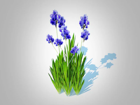 Iris germanica - Blue Bearded Iris 3D Model