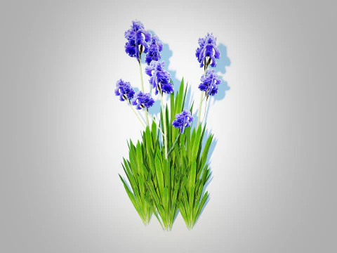 Iris germanica - Blue Bearded Iris 3D Model