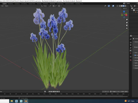 Iris germanica - Blue Bearded Iris 3D Model