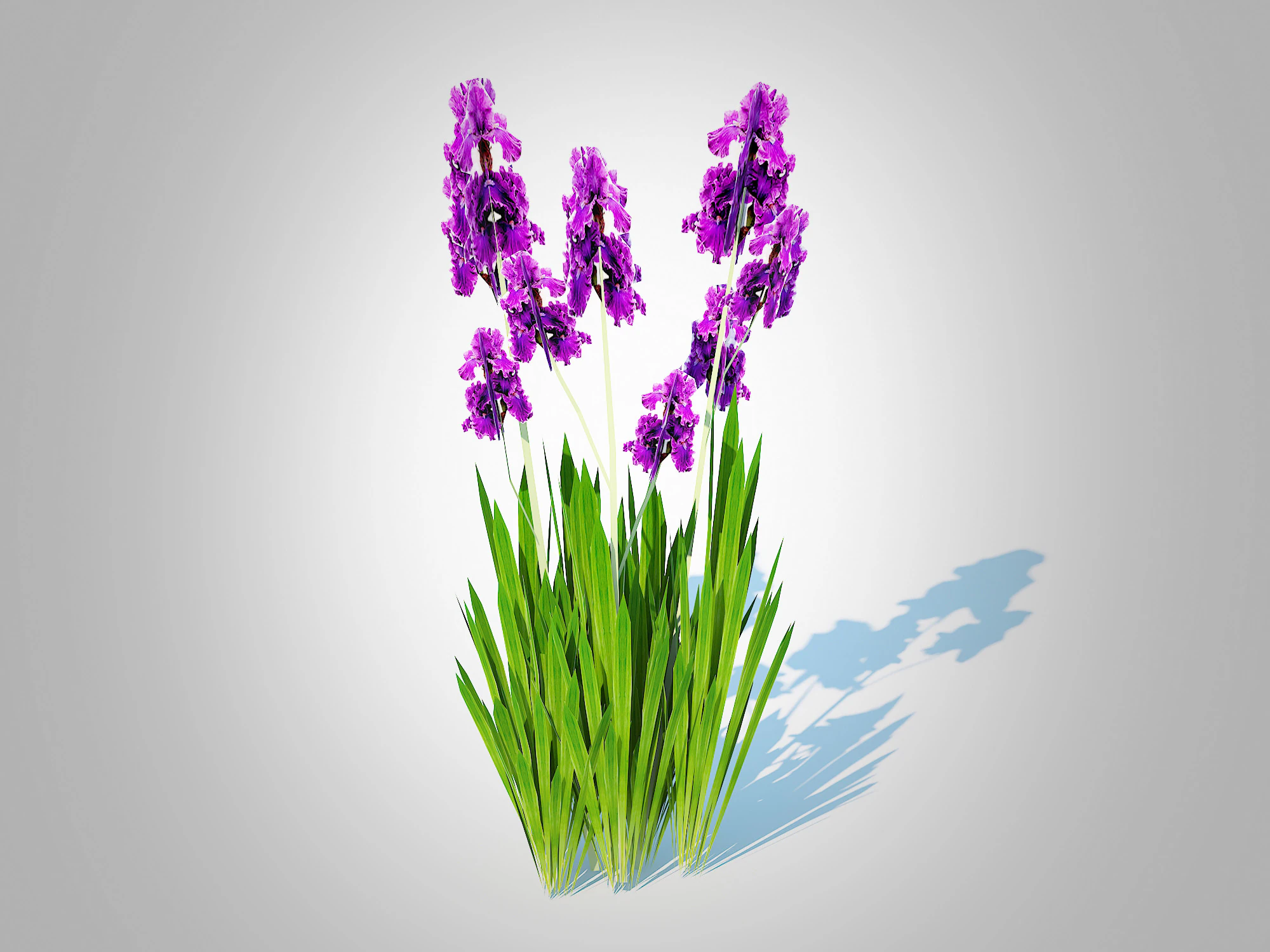 Iris germanica - Purple Bearded Iris 3D Model .c4d .max .obj .3ds .fbx .stl .blend