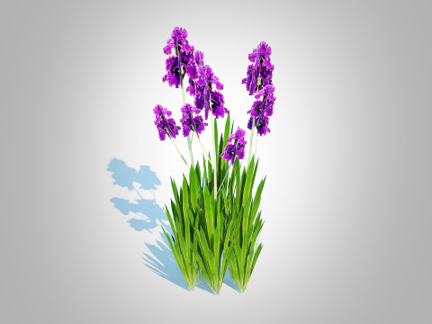 Iris germanica - Purple Bearded Iris 3D मॉडल