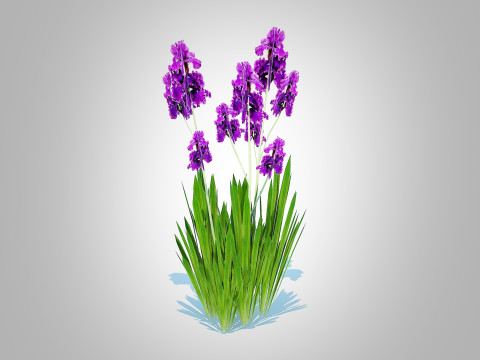 Iris germanica - Purple Bearded Iris 3D मॉडल