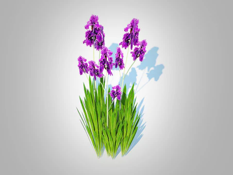Iris germanica - Purple Bearded Iris 3D Model