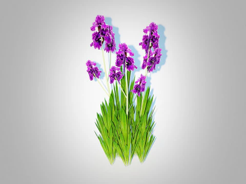 Iris germanica - Purple Bearded Iris 3D Model