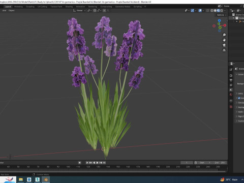 Iris germanica - Purple Bearded Iris 3D मॉडल