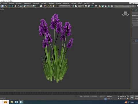 Iris germanica - Purple Bearded Iris 3D Model