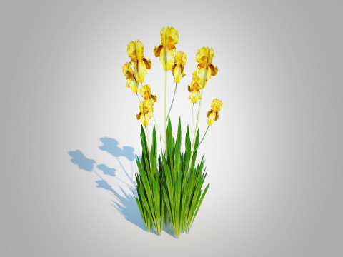 Iris germanica - Yellow Bearded Iris 3D Model
