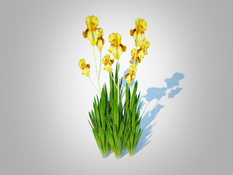 Iris germanica - Yellow Bearded Iris 3D Модель