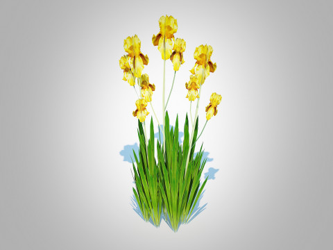 Iris germanica - Yellow Bearded Iris 3D Модель