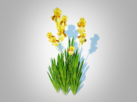 Iris germanica - Yellow Bearded Iris 3D Модель
