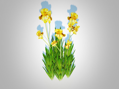Iris germanica - Yellow Bearded Iris 3D Модель