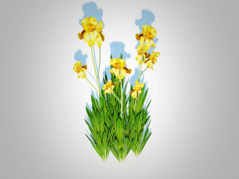 Iris germanica - Yellow Bearded Iris 3D Model