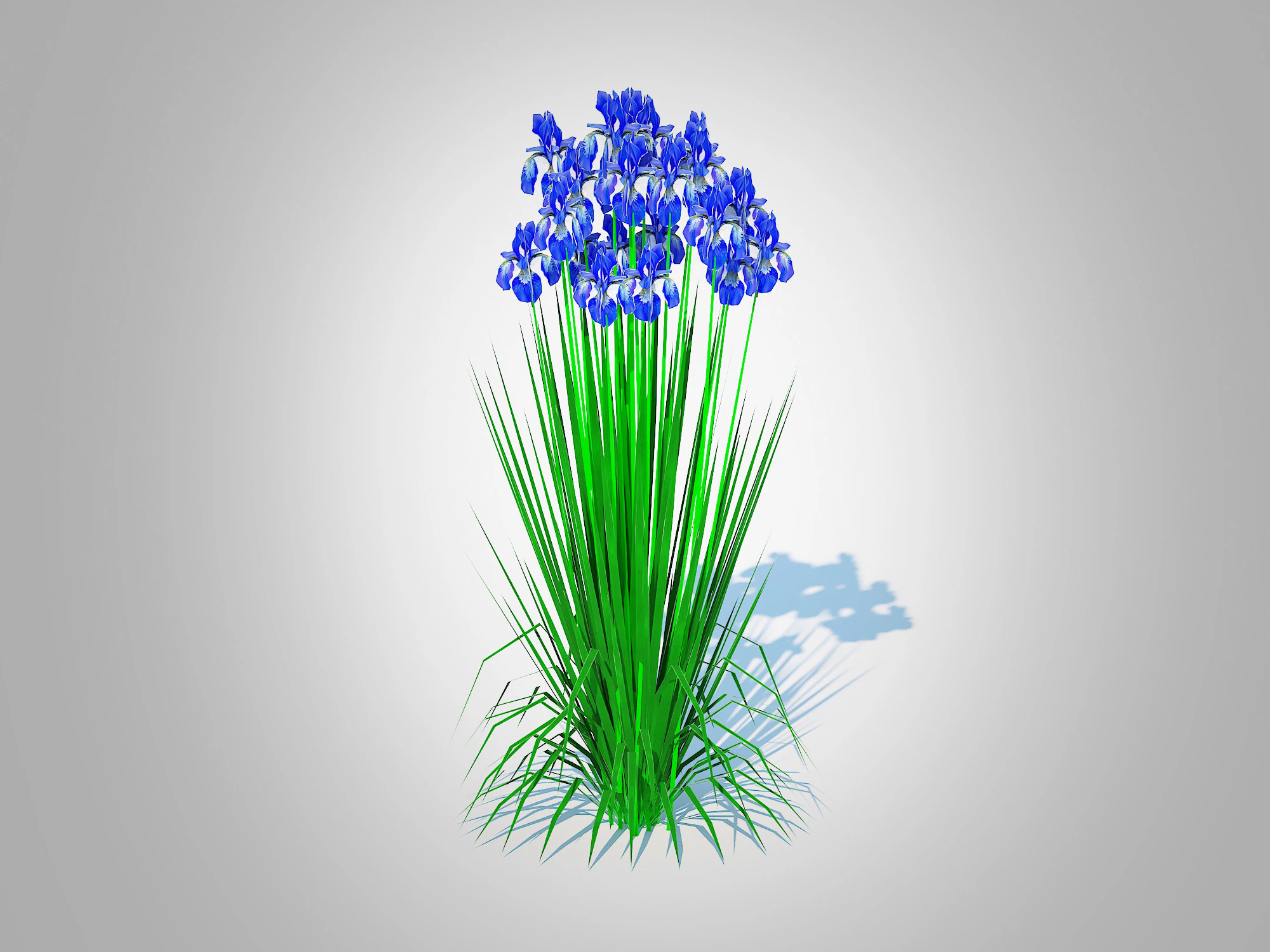 Iris siberica - Blue Siberian Iris 3D Model .c4d .max .obj .3ds .fbx .stl .blend