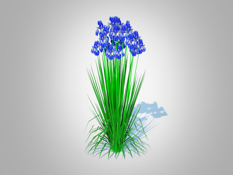 Iris siberica - Blue Siberian Iris 3Dモデル