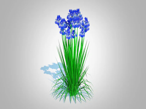 Iris siberica - Blue Siberian Iris 3D Model