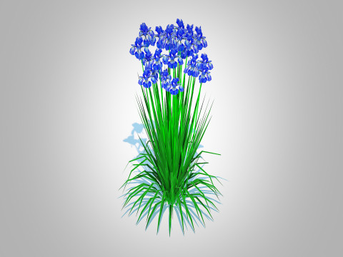 Iris siberica - Blue Siberian Iris 3Dモデル