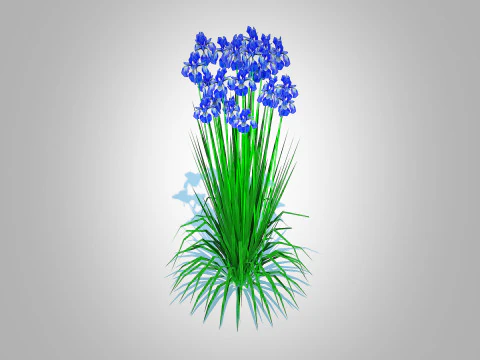 Iris siberica - Blue Siberian Iris 3D Model