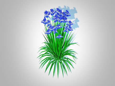 Iris siberica - Blue Siberian Iris 3Dモデル