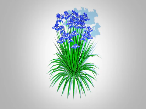 Iris siberica - Blue Siberian Iris 3D Model