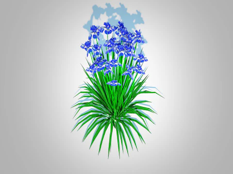 Iris siberica - Blue Siberian Iris 3D Model