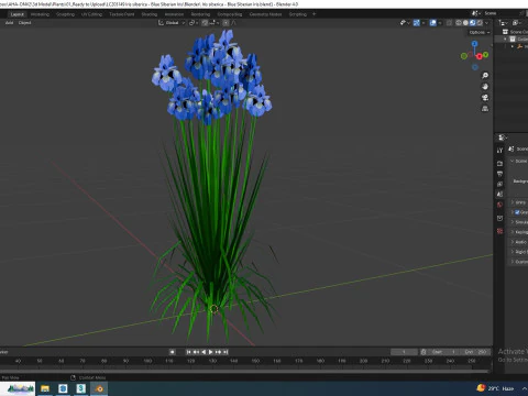 Iris siberica - Blue Siberian Iris 3D Model