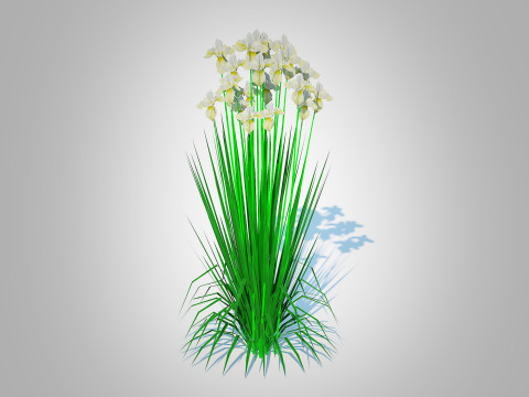 Iris siberica - White Siberian Iris 3Dモデル