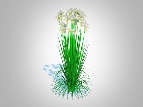 Iris siberica - White Siberian Iris 3D Model
