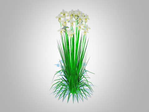 Iris siberica - White Siberian Iris 3D Model