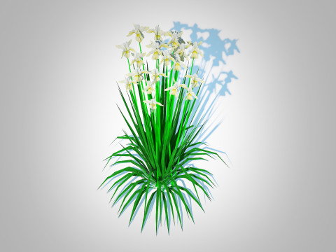 Iris siberica - White Siberian Iris 3D Model
