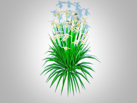 Iris siberica - White Siberian Iris 3D Model